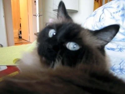 My 1000th Post: How To Start a Food Blog