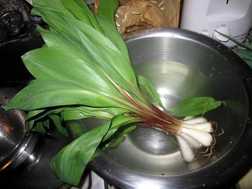 Ramps and Green Garlic and Pasta, Oh My!