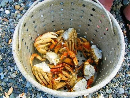 My Dungeness Crab Adventure