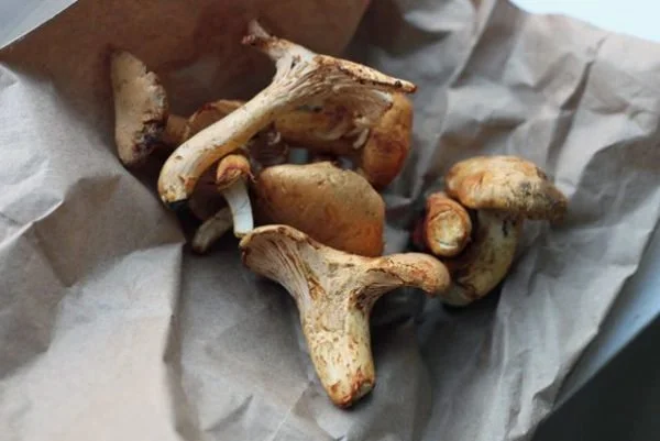 My First Chanterelles