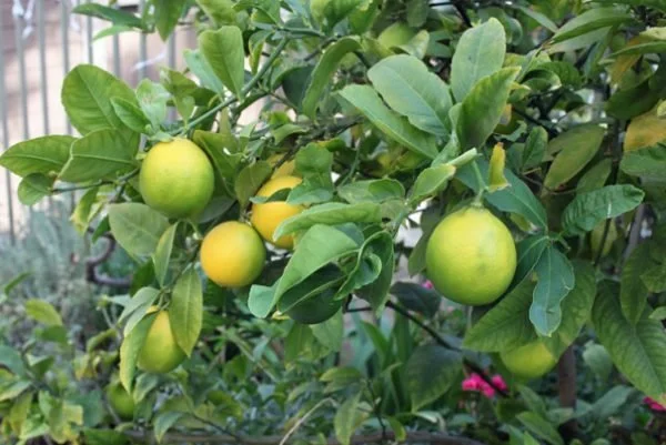 That’s Not A Lime Tree