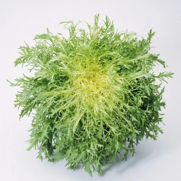 I Declare War on Frisée!