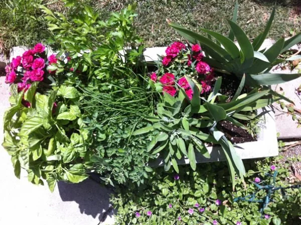 My Very Own Herb Garden