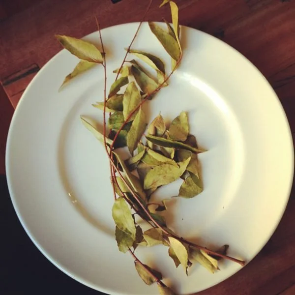 Mystical, Magical Curry Leaves