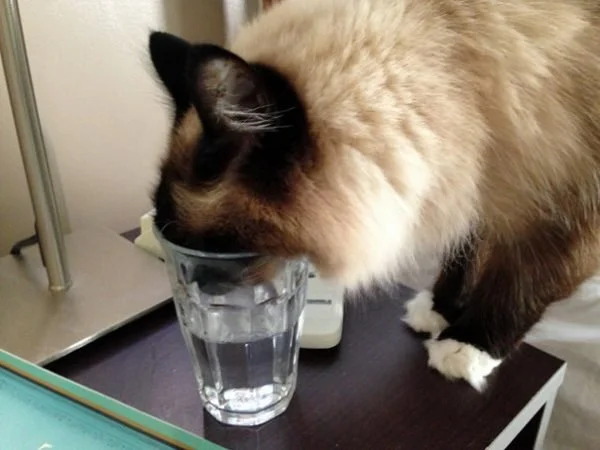 The Case of the Cat and the Water Glass