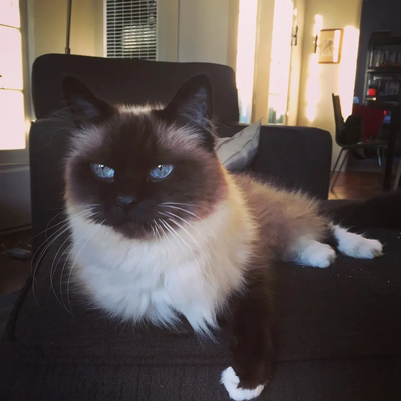 The Night That Lolita, My 16 Year-Old Female Cat, Became A Man