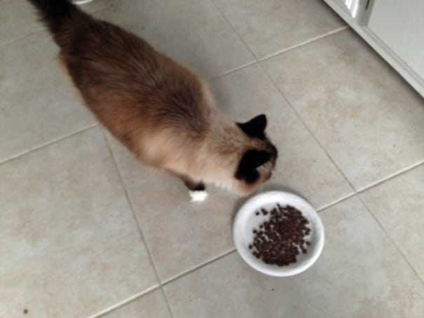 Make Your Own Civet Coffee