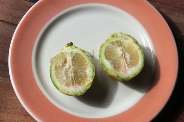 Let’s Cut Open A Pink Lemon