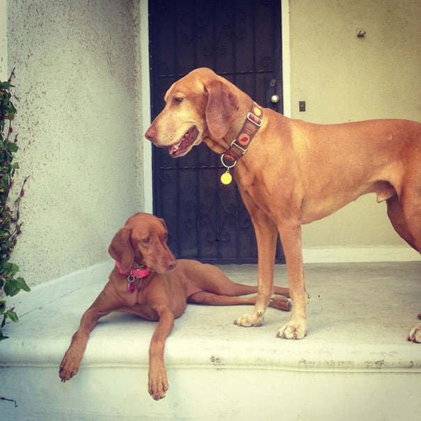 Do You Feed Your Pets At The Table?