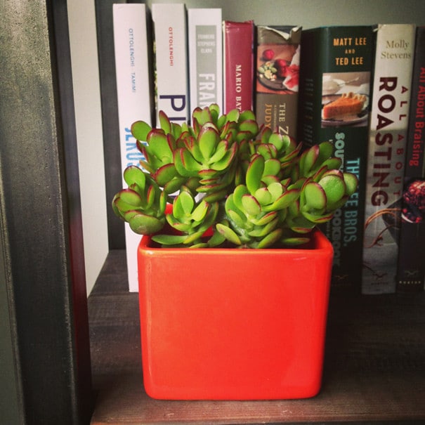 The Other Side of Our New Kitchen & A Plant